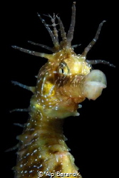 Hello! I am the skeleton shrimp! I'm here, on top! by Alp Baranok 